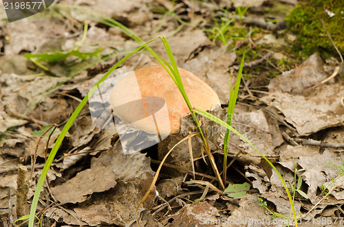 Image of red cap scaber stalk mushroom forest leaf grow 