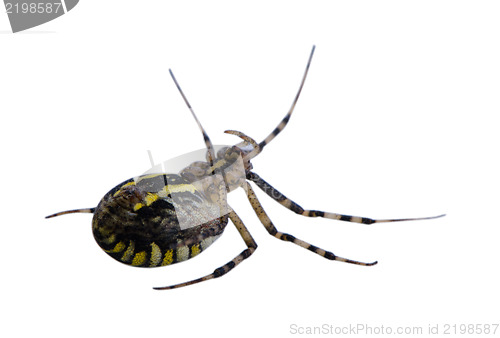 Image of wasp spider turnover isolated on white 