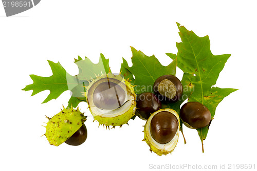 Image of autumn leaf composition with chestnuts and shell  