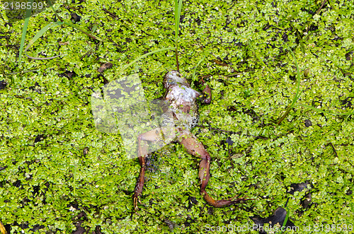 Image of dead frog lie on wet swamp groundgreen plant 