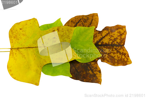 Image of  tulip tree leave in autumn composition  