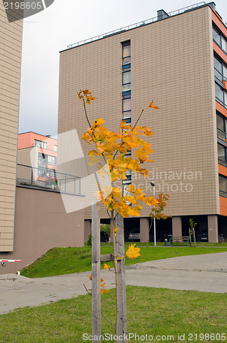 Image of small colorful tree modern flat houses autumn 