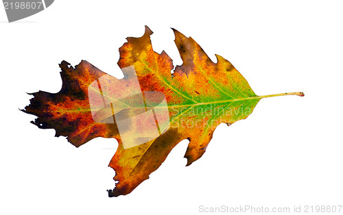 Image of varicoloured decorative oak leaf  