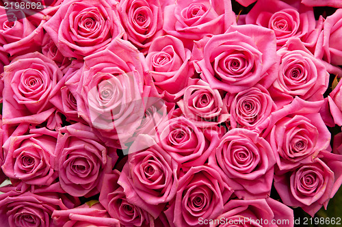 Image of roses background