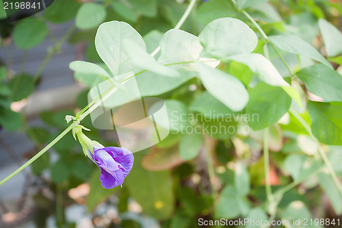 Image of Blue butterfly pea blossom in herbal garden 