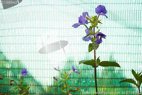 Image of Blue flowers bunch on green sunshade background 