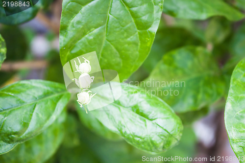 Image of Branch of jasmine flower on green leaves background 