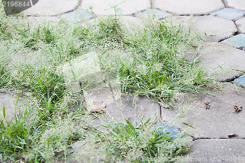 Image of Green grass grow on  the holes of cement brick