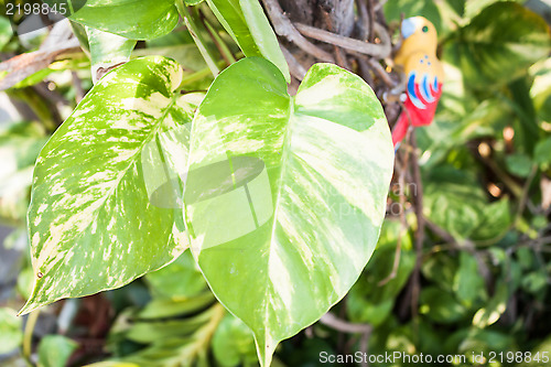 Image of Green leaves of fresh pothos plant in garden