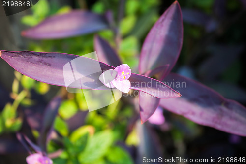 Image of Mini purple flower blossom on green background