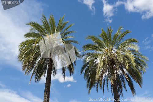 Image of Palm trees