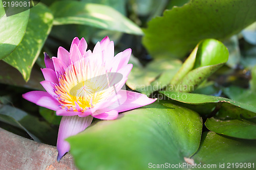 Image of Pink lotus flower bloom on green foliage