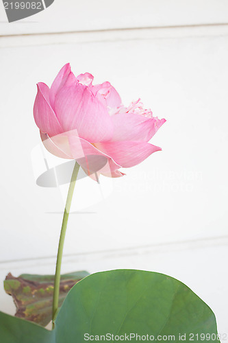 Image of Pink lotus flower blossom on white background