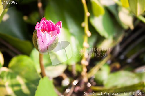 Image of Pink lotus flower bud on green foliage