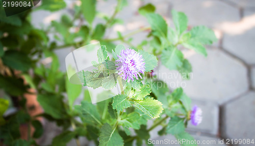 Image of Purple flower branch in small home garden  