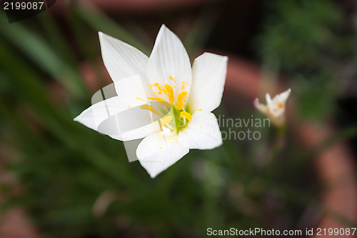 Image of White wild flower blossom with green background