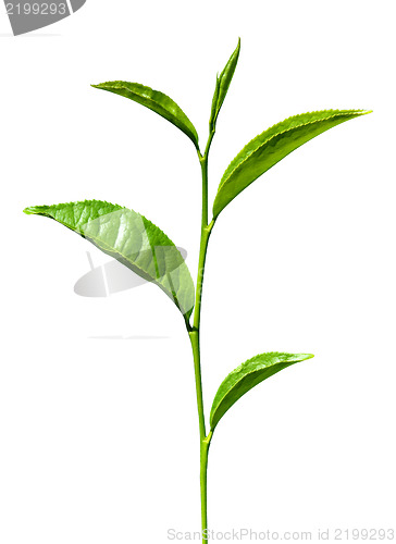 Image of tea green leaves isolated