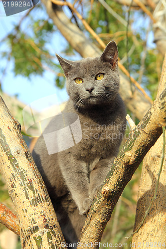 Image of wandering gray cat sitting on tree