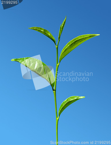 Image of tea green leaves