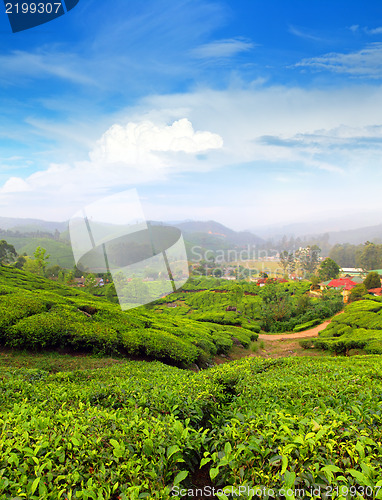 Image of mountain tea plantation in India