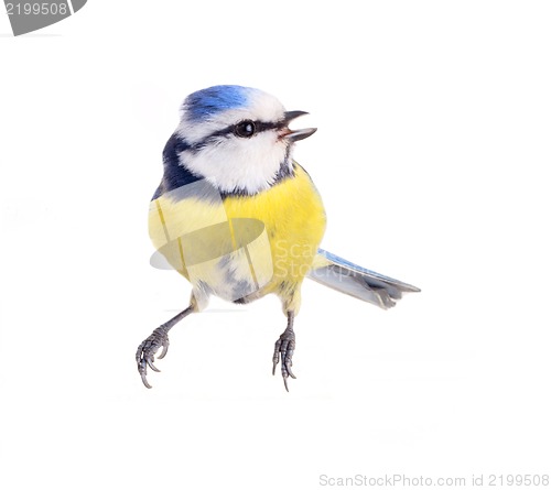 Image of titmouse  13