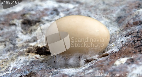 Image of Goosander egg with a down slice