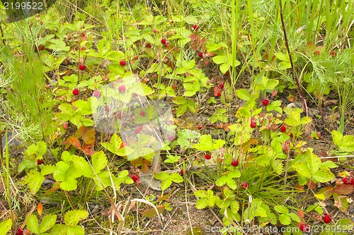 Image of wild strawberry thickets