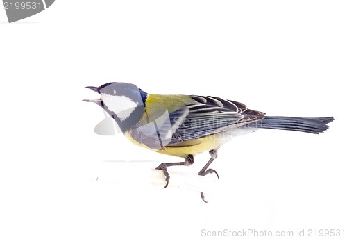 Image of tit bird 2