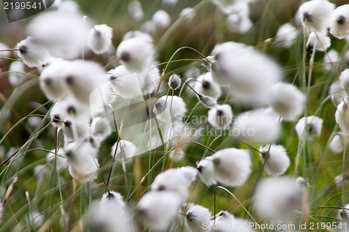 Image of Fluffy flowers