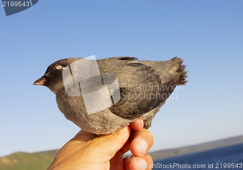 Image of The Whiskered auklet