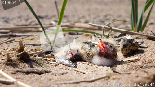 Image of Pretty baby bird