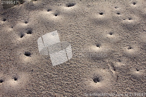 Image of Sand ants