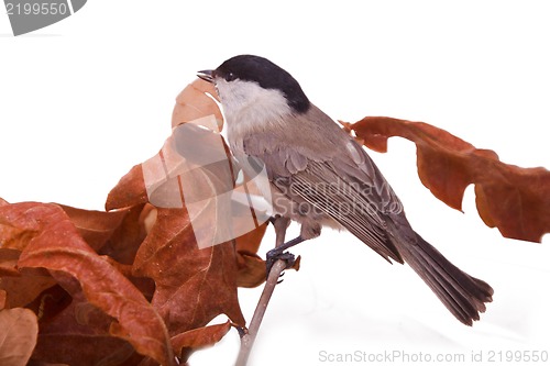 Image of willow tit on a branch