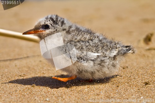 Image of Pretty baby bird