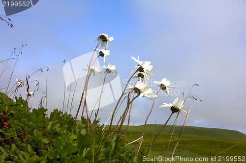 Image of Camomiles on slopes of table mountains