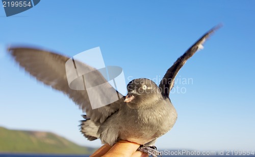 Image of The Whiskered auklet