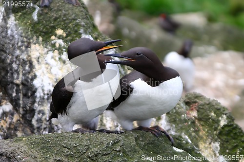 Image of The Guillemot