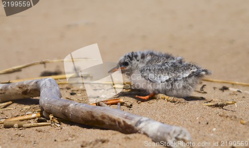 Image of Pretty baby bird