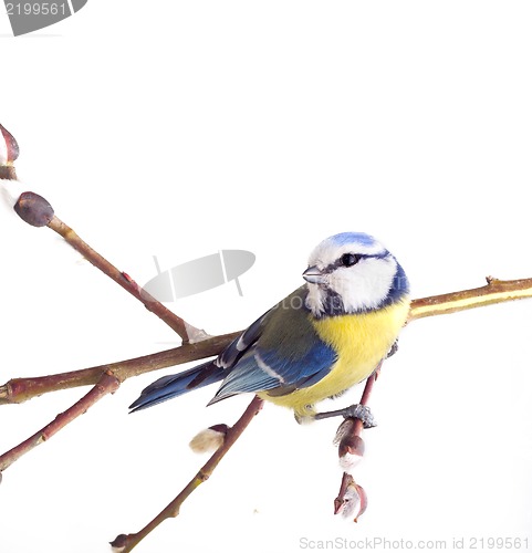 Image of titmouse  13