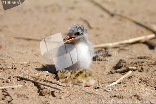 Image of Pretty baby bird