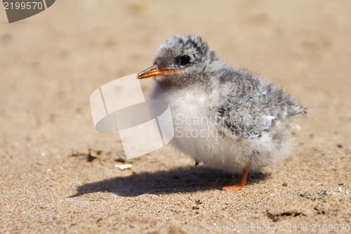 Image of Pretty baby bird