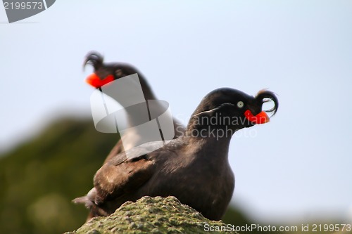 Image of Crested Auklet