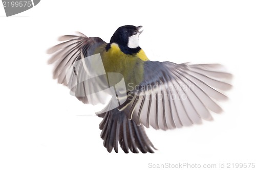 Image of Great Tit, Parus Major flight