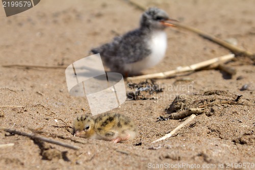 Image of Pretty baby bird