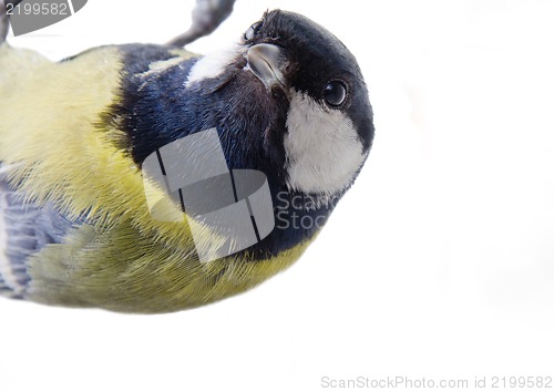 Image of tit bird 2