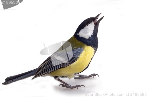 Image of tit bird 2