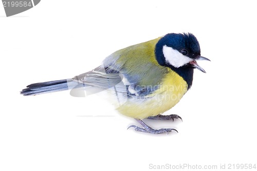 Image of bright titmouse