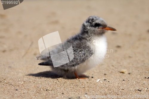 Image of Pretty baby bird