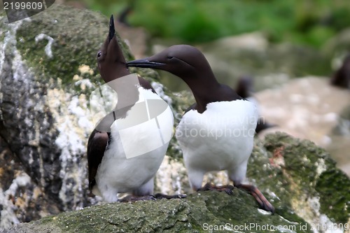 Image of The Guillemot