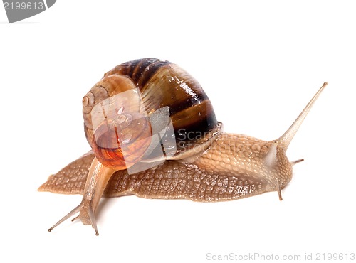 Image of Big and small snails